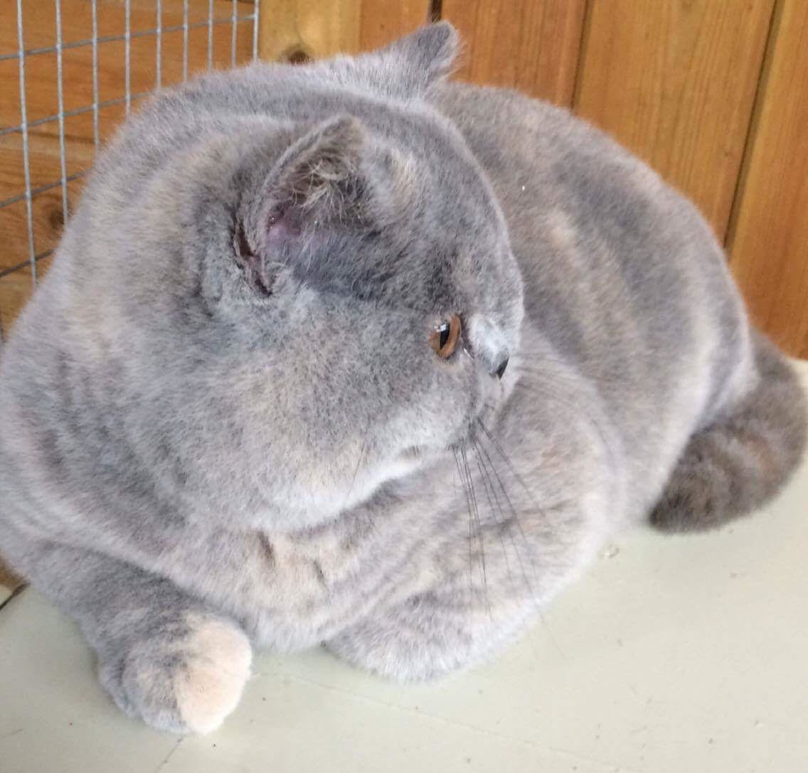 Izadorable