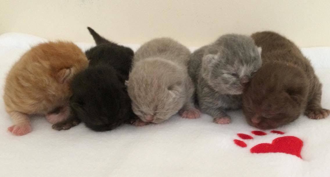British Shorthair Kittens British Shorthair Kittens For Sale